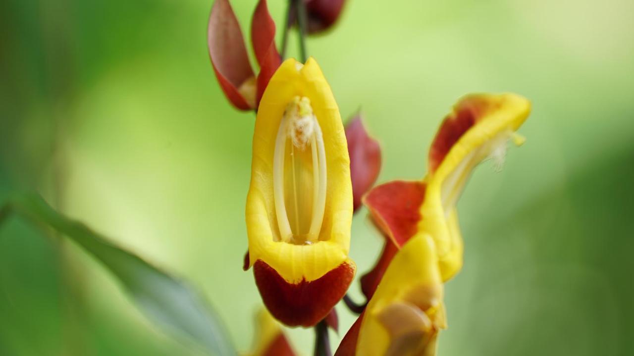 Finca La Argelia Quimbaya Eksteriør bilde