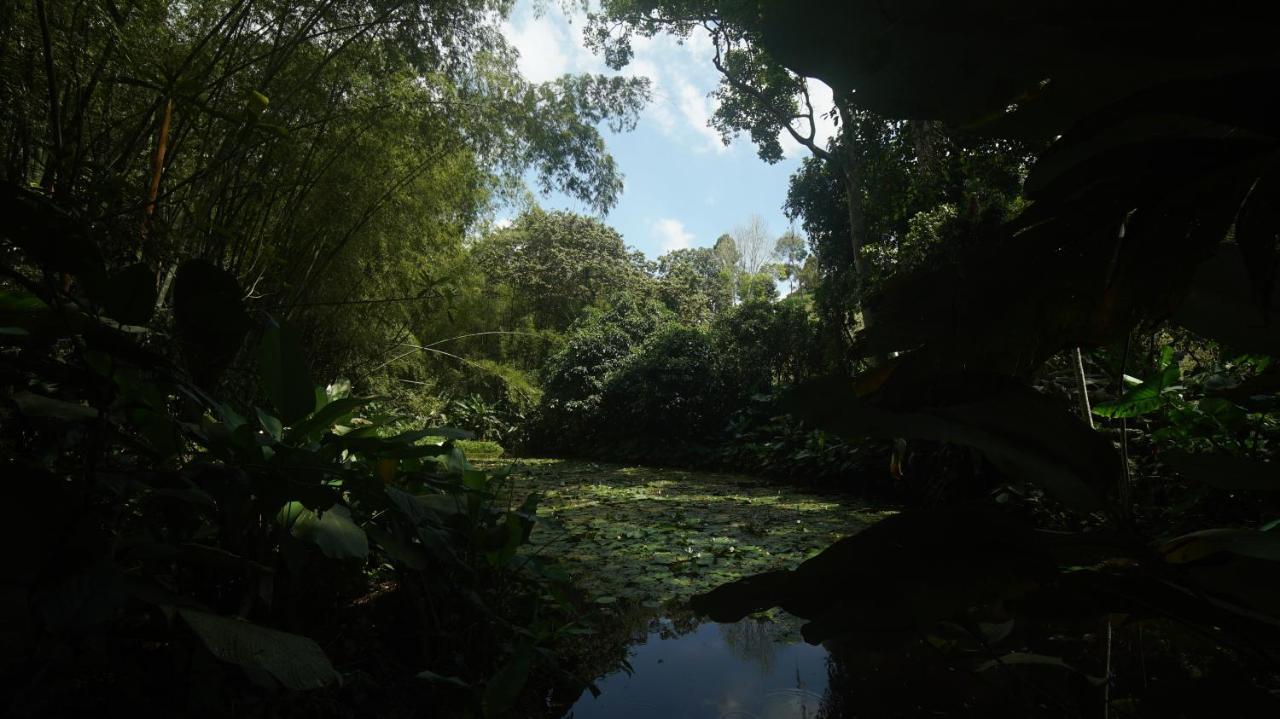 Finca La Argelia Quimbaya Eksteriør bilde